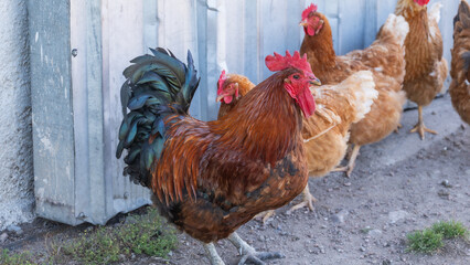 Roosters and hens foraging in a lush, sunlit farm environment, showcasing sustainable and ethical farming practices. With green nature, trees, remembering the village and mountains area for farming.