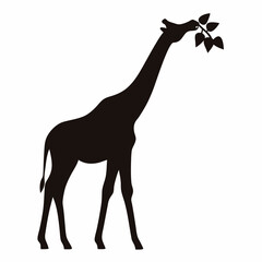 Fototapeta premium Silhouette of a tall giraffe reaching for leaves to eat, isolated on white