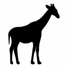 Obraz premium Silhouette of a Giraffe, a tall African mammal, against white background