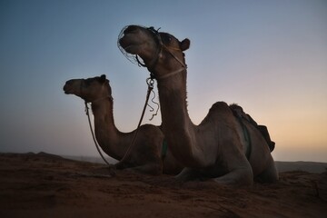 camel in the desert