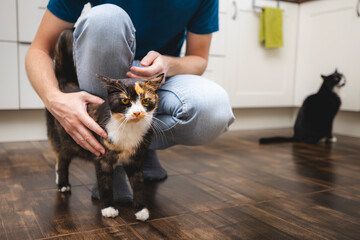Contented cat greets her pet owner upon his arrival home. Man stroking his cute mottled cat.