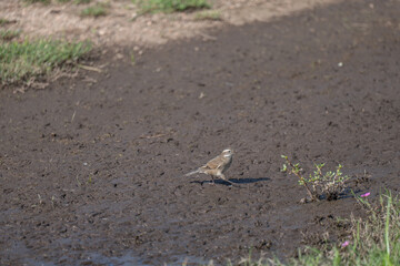 Small brown bird walking in mud