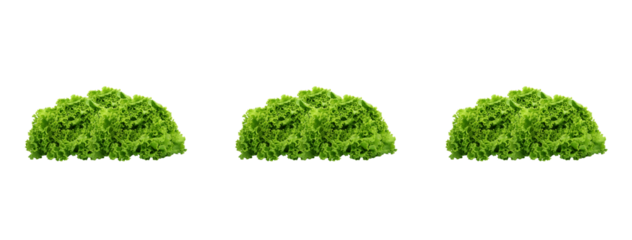 Green Lettuce Icon Set - Isolated Vegetable Vector Banner - on Transparent Background. High-quality vector of fresh green lettuce, ideal for healthy food concepts, salad packaging, restaurant menus 