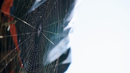 Sprider web black and white