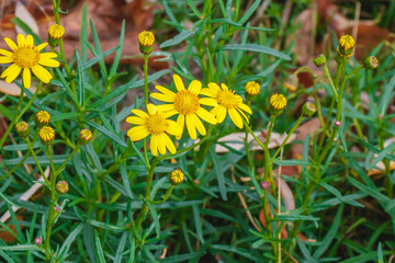 Bright yellow wildflowers bloom among vibrant green leaves during late spring in a natural outdoor setting