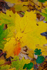 Colorful autumn leaves covering the ground in a forest during late afternoon with sunlight filtering through the trees