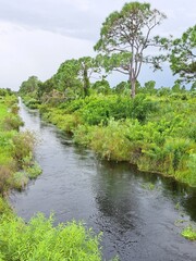 Tranquil Stream Flowing Across Green Wetlands.