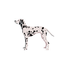 Dalmatian dog breed vector isolated on white background.eps