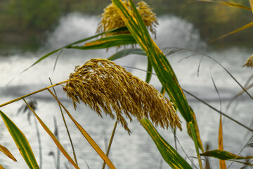 Golden reeds gracefully sway in the gentle breeze beside a serene lake that mirrors the soft sunlight on a peaceful afternoon