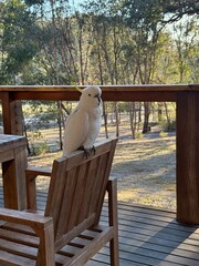 Morning greetings - Australian Cockatoo © TenSponges
