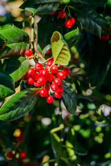 Red berries grow in clusters on a vibrant green plant in a sunny garden during daytime while sunlight filters through the leaves