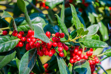 In a vibrant garden basking in the warm sunlight, bright red berries stand out beautifully against the glossy green leaves