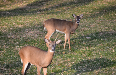 Southeast Michigan little spike antlered buck.