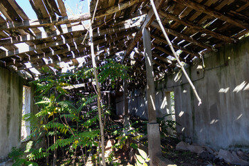 Wooden roof construction, collapsed structure, with trees growing inside.
