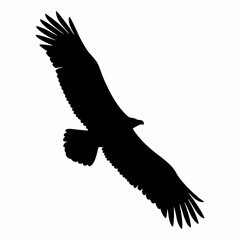 Silhouette of a majestic eagle soaring powerfully in flight against a white background