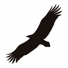 Silhouette of an eagle soaring high in the sky with wings spread