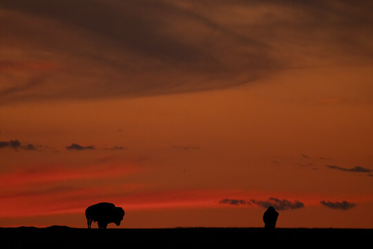 Bison silhouette at sunset