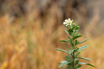 Close-up of a white wildflower blooming above soft, golden meadow tones. The sharp plant stands isolated against the blurred field.