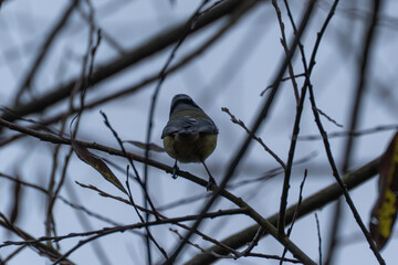 A blue tit Cyanistes caeruleus perches on a branch, seen from behind against a grey sky. Bare twigs frame the small songbird.
