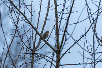 Obraz premium A European robin Erithacus rubecula perches quietly among bare tree branches. Soft blue sky hints at a cold late-winter day.