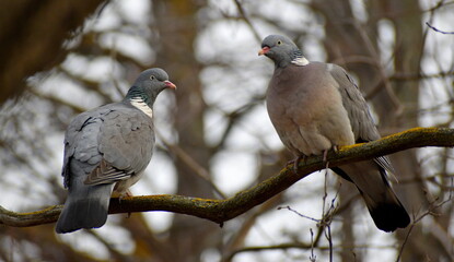 Wood pigeons