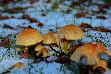 mushrooms in the forest