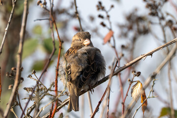 A young house sparrow sits fluffed up on a branch, warming itself in the sun. The plumage appears soft and is clearly visible in detail.