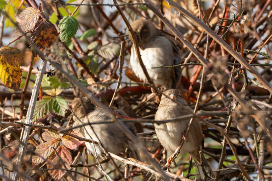 Three house sparrows sit sheltered among autumnal blackberry branches. The birds rest and appear nestled within the foliage. - Powered by Adobe