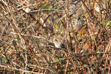 House sparrows sit huddled together in a tangle of dry blackberry branches. The light highlights their brown plumage and the texture of the vegetation.