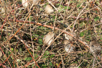 Several house sparrows Passer domesticus huddle together in a bramble thicket. The birds rest in the warm sunlight among the dense branches.