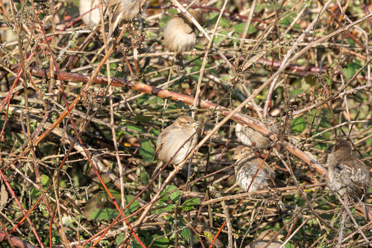 Several house sparrows Passer domesticus huddle together in a bramble thicket. The birds rest in the warm sunlight among the dense branches.