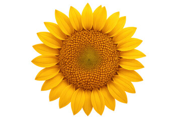 Fototapeta premium Sunflower blossom facing forward, displaying vibrant yellow petals, isolated with transparent background, summer plant