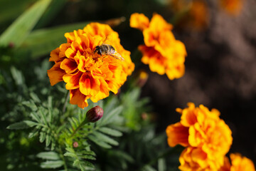 A bee pollinates an orange and red Marigold flower