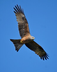 Red Kite