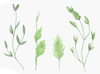 Watercolor Floral, watercolor green branches and leaves Illustration. Hand painted isolated on white background.