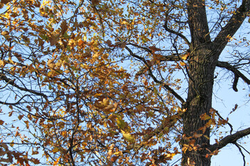 Oak tree trunk and autumn leaves against blue sky