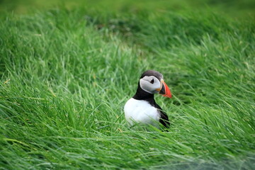 sitting puffin at the Faroe Islands, Mykines, Denmark, Europe