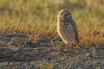 Burrowing owls