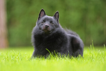 Adorable young Schipperke dog posing outdoors lying down on a green grass