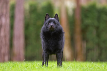 Young Schipperke dog posing outdoors standing on a green grass