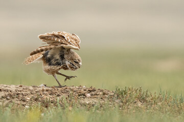 Burrowing owls