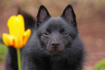The portrait of a cute Schipperke dog posing outdoors with a yellow flower in spring