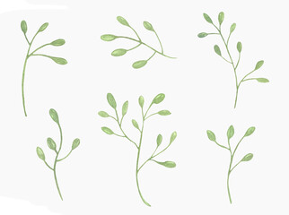 Watercolor Floral, watercolor green branches and leaves Illustration. Hand painted isolated on white background.