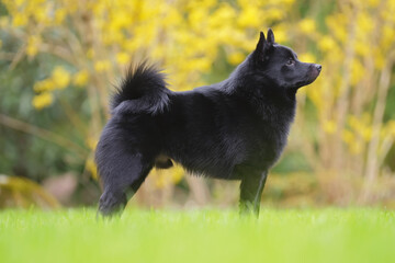Young adorable Schipperke dog posing outdoors standing in a green grass in spring