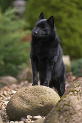 Young Schipperke dog posing outdoors in a garden standing near big stones