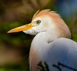 Close up of colorful cattle egret in profile facing left