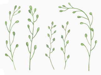Fototapeta premium Watercolor Floral, watercolor green branches and leaves Illustration. Hand painted isolated on white background.