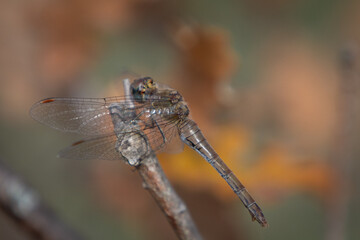 La belle demoiselle en automne