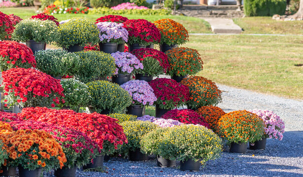 Colorful chrysanthemums on display at rural farmhouse garden center in Pennsylvania