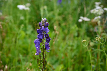 Blue Aconite (Aconitum napellus) flowers blooming in the mountain.